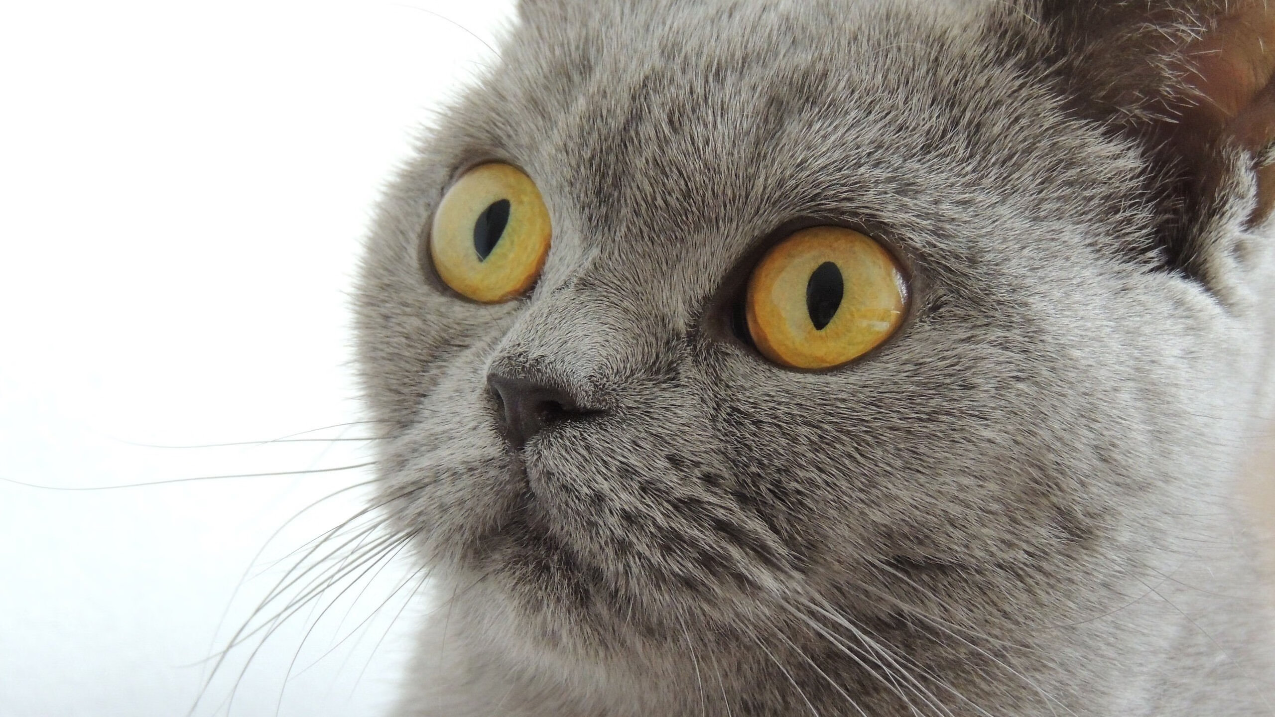 欧冠“天王”巡礼:那些永远难忘的传奇球星,欧冠经典回顾