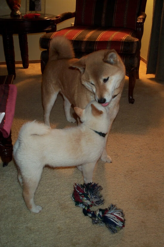 电竞行业与青少年:如何引导青少年健康游戏,青少年应该如何对待电子游戏标题