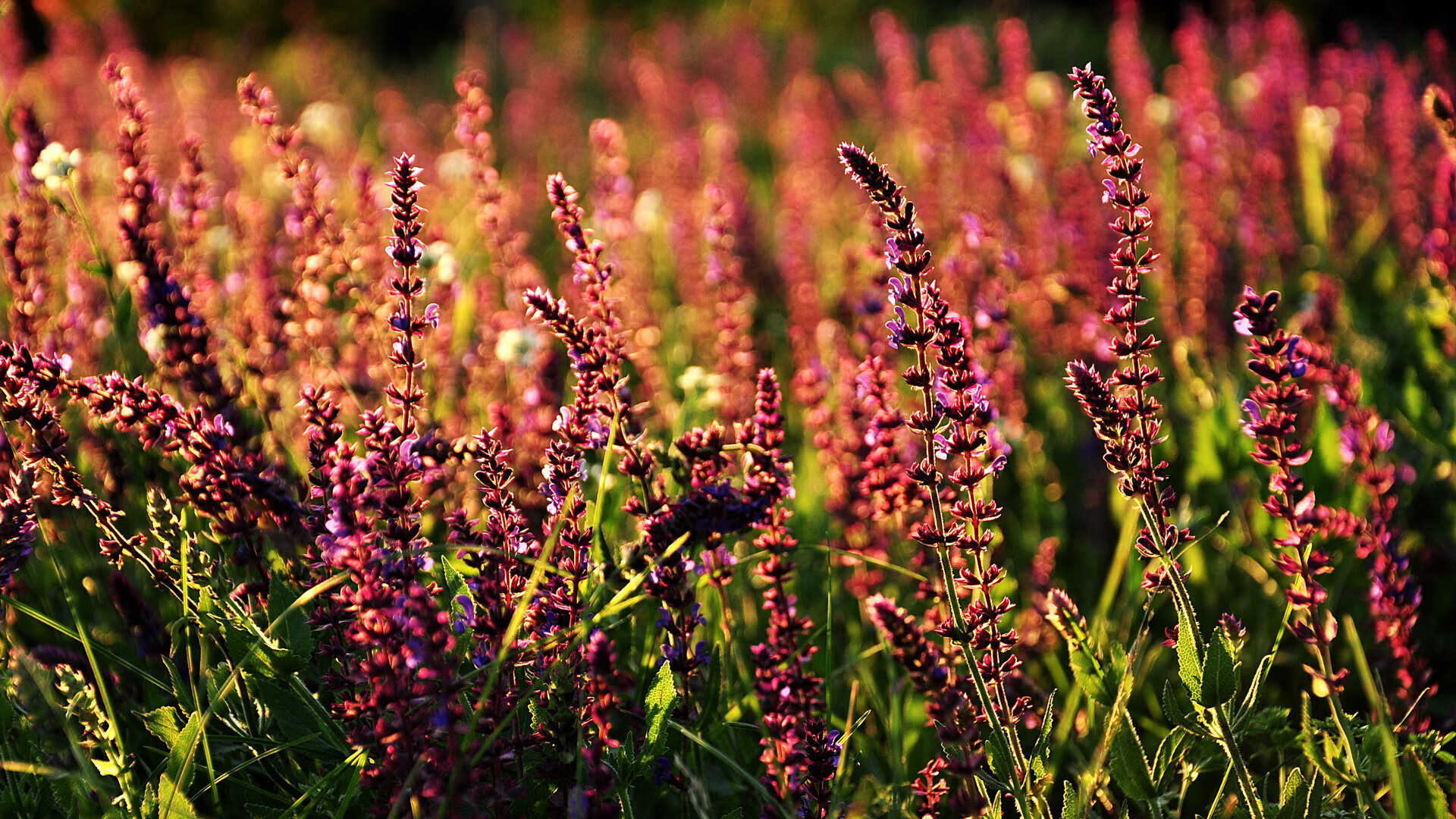 WNBA季后赛争夺进入白热化,wnba季后赛赛程比分