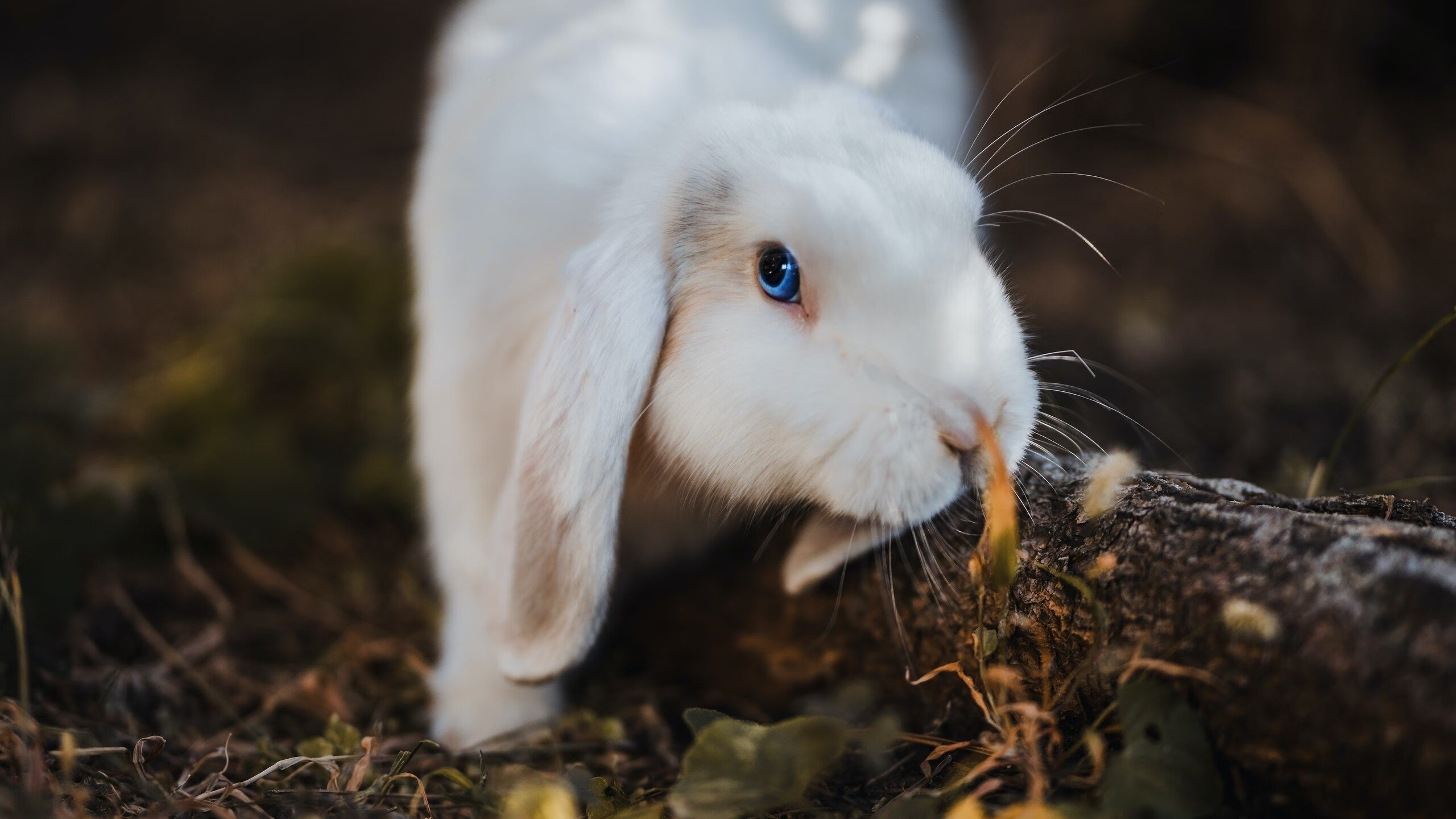 爱游戏中国官方网站平台-北京男篮终结连败，曾凡博关键三分救主，北京男篮官微