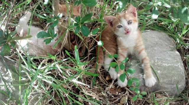 爱游戏体育-塞尔维亚女足战绩不佳，小组垫底淘汰，塞尔维亚女足排名