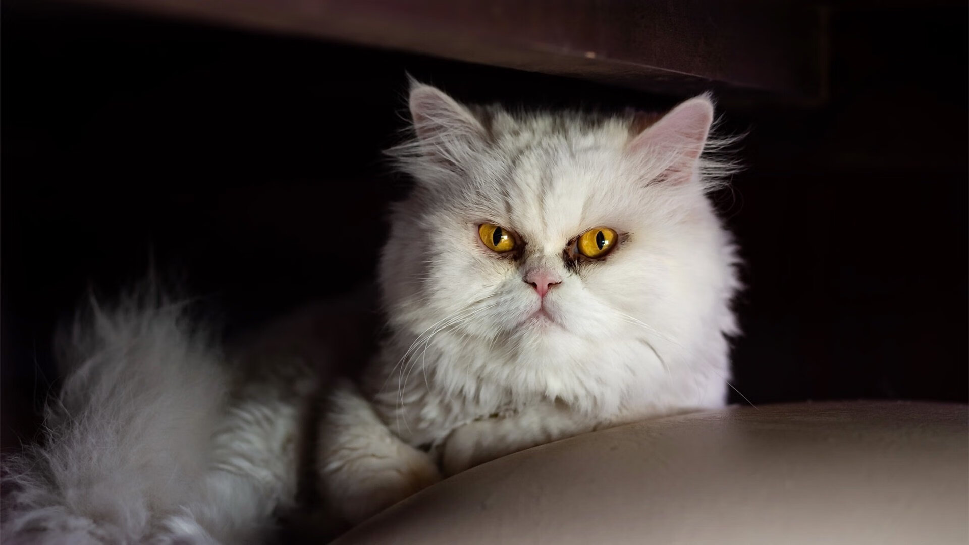 爱游戏中国官方网站平台-激烈马术耐力赛长途追逐引发热潮，耐力马怎么训练