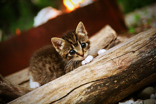 AYX SPORTS-莱斯特城球迷热情高涨，支持球队重返巅峰，莱斯特城集锦