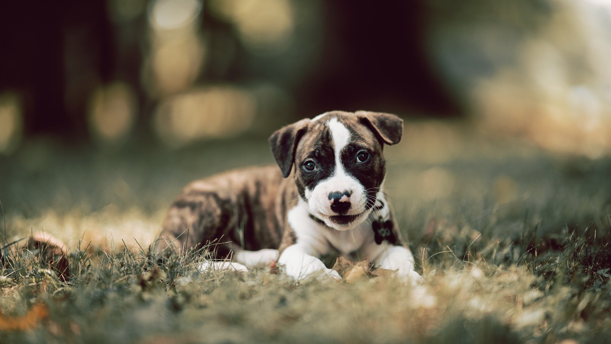 意甲球队通过时段分段HRV曲线调整赛中替补体能储备策略,意甲替补名额