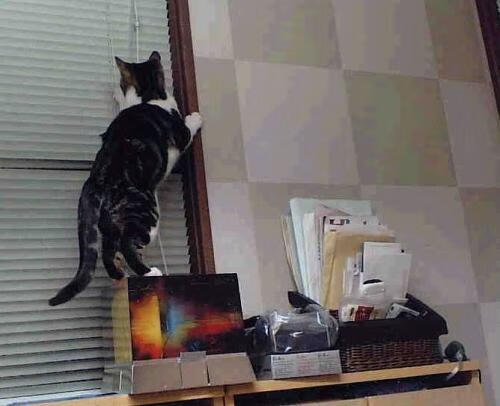 残疾人体育项目社会支持机制构建路径,残疾人体育活动的社会意义