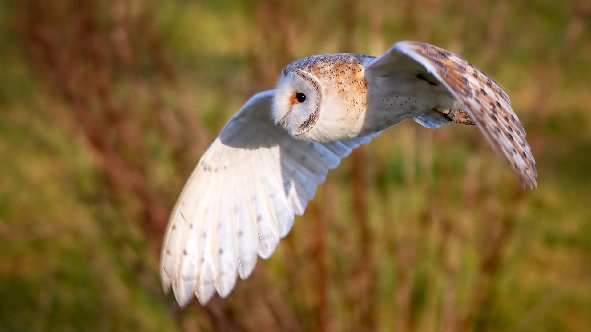 五大联赛球队在欧战中战术执行的优劣表现，五大联赛欧战积分最新排名