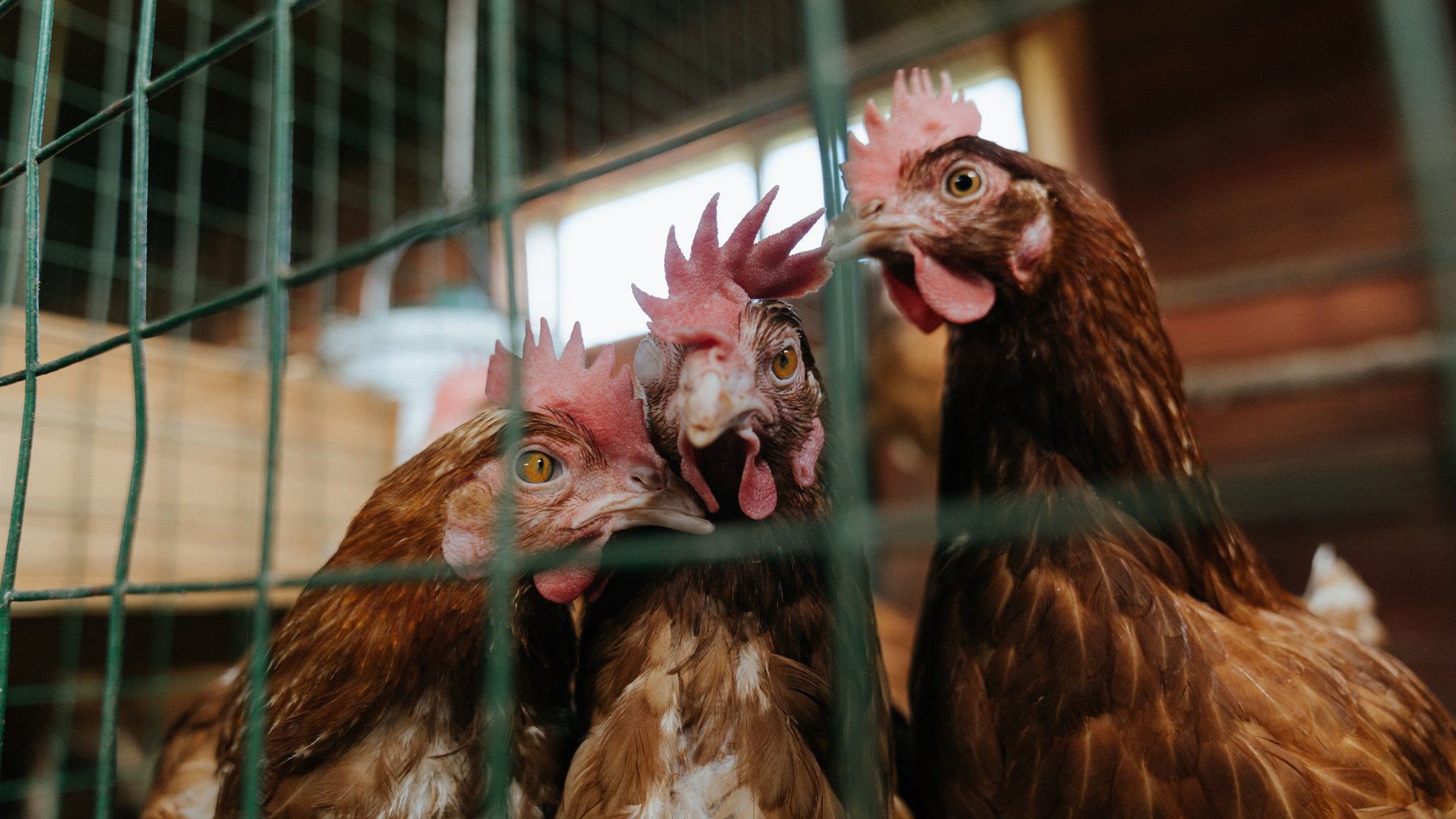 体育新闻中心推动基层体育赛事直播技术升级，体育赛事直播的好处