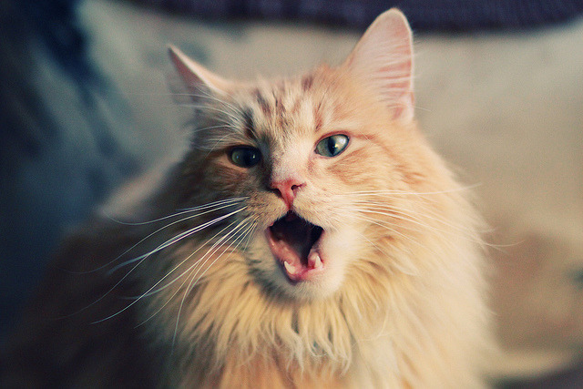 单打与团体赛结合，乒乓赛事形式创新，乒乓球团体赛单打可不可以继续打双打