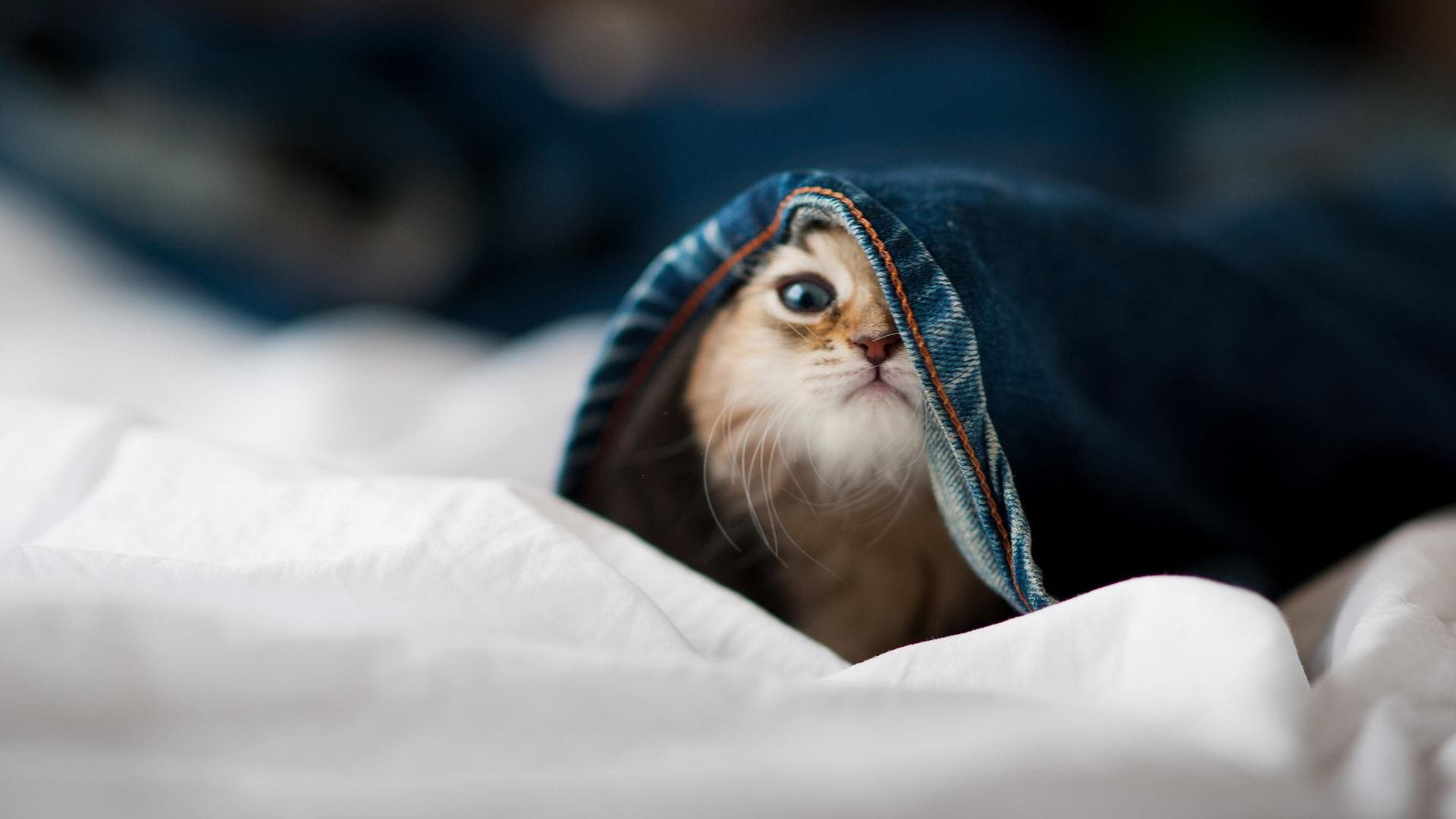 AYX体育-强队如何针对弱点制定比赛计划，强队如何针对弱点制定比赛计划方案