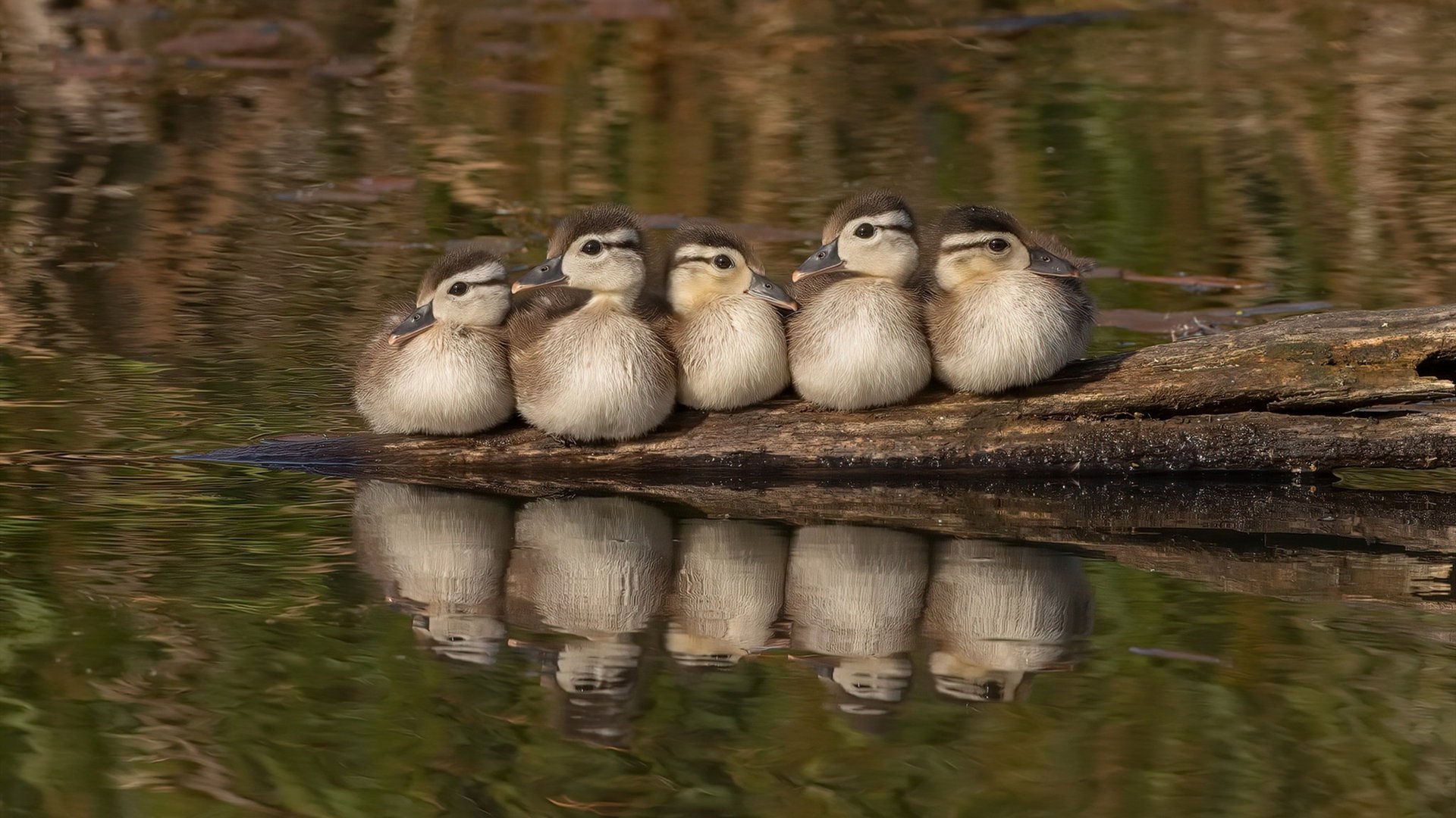 AYX体育官网-美国队首次突破四强，挑战乒坛强队，美国乒乓球职业联赛