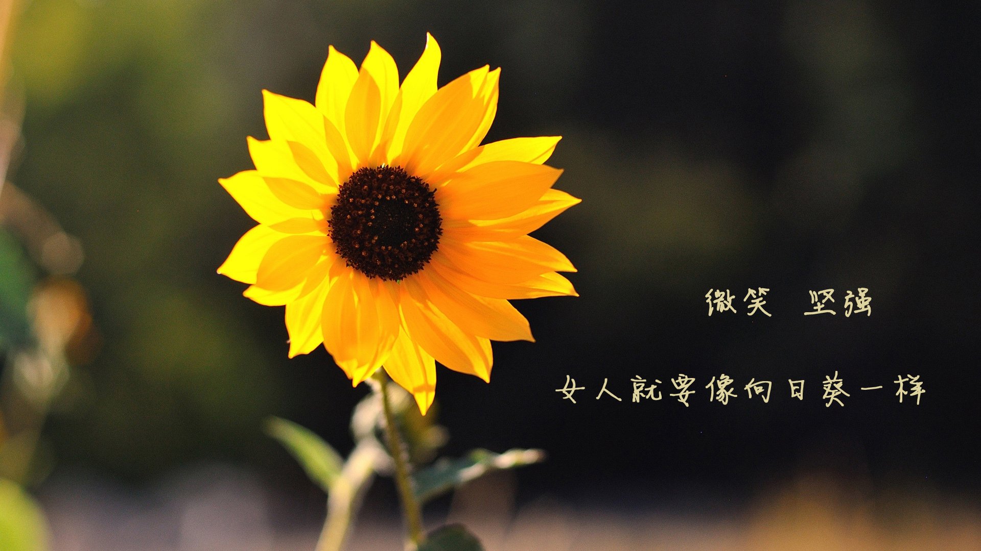 “马科斯·梅特罗的强悍防守与精准传球,带领阿根廷美洲狮队取得新突破”