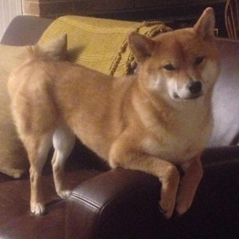 爱游戏官方网站-中超球队扩大视频分析团队深化对手战术研究，2021中超队伍