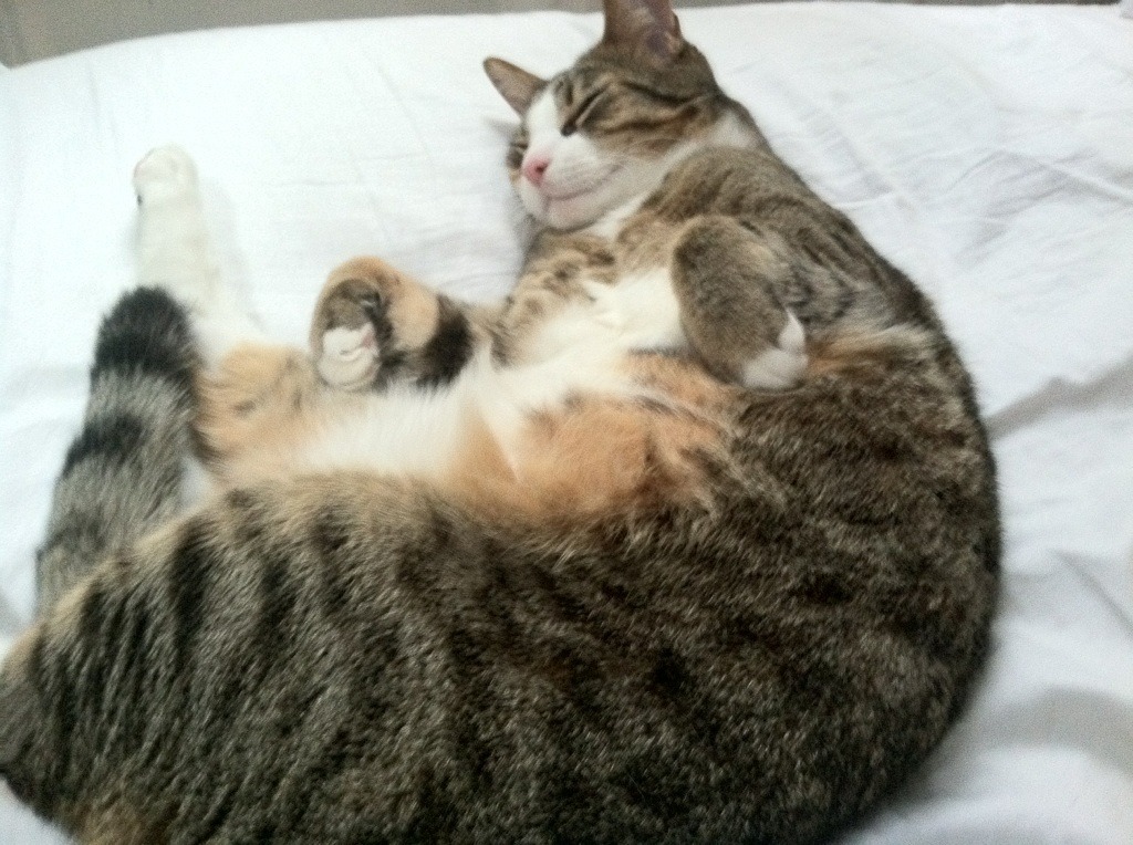 AYX SPORTS-图穆亚的突破与传球让袋鼠队创造了更多进攻机会