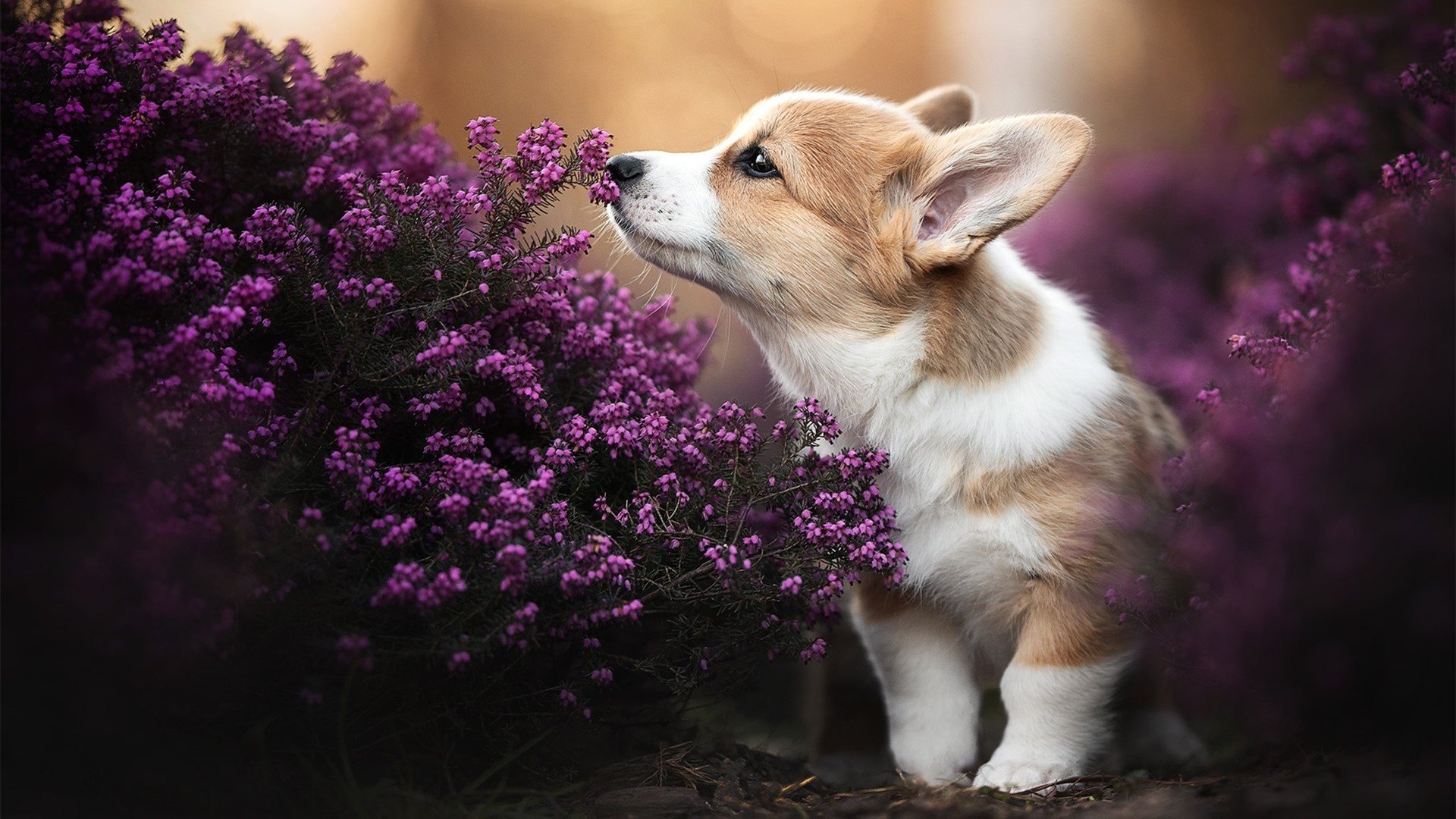 巴雷特:全黑队的“进攻指挥官”,赛场上毫不手软