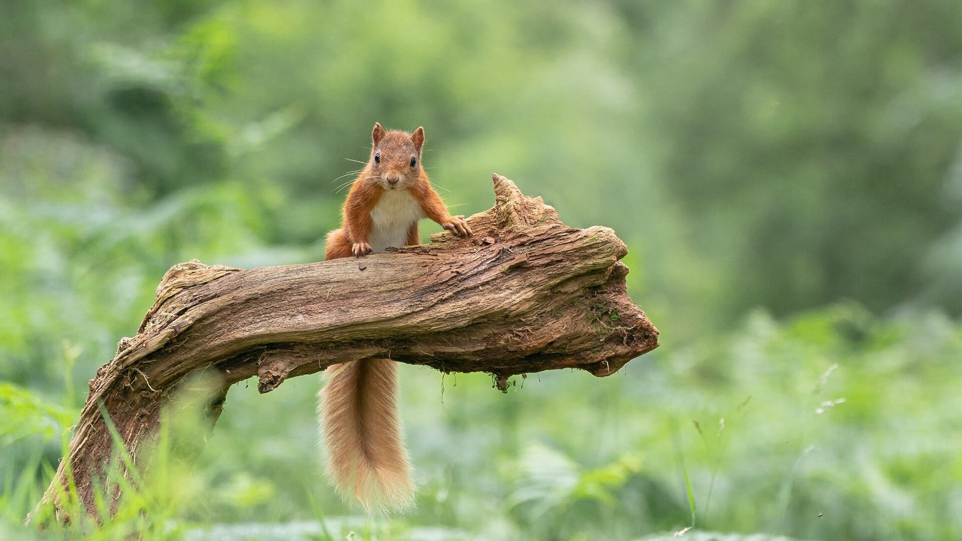 德甲球迷的文化认同感提升,德甲的风格